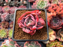 Echeveria 'Beyonce' Variegated 2" Succulent Plant