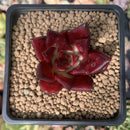 Echeveria Agavoides 'Luming' 3" Succulent Plant
