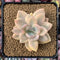 Graptoveria 'Grand Palace' Variegated 3" Succulent Plant