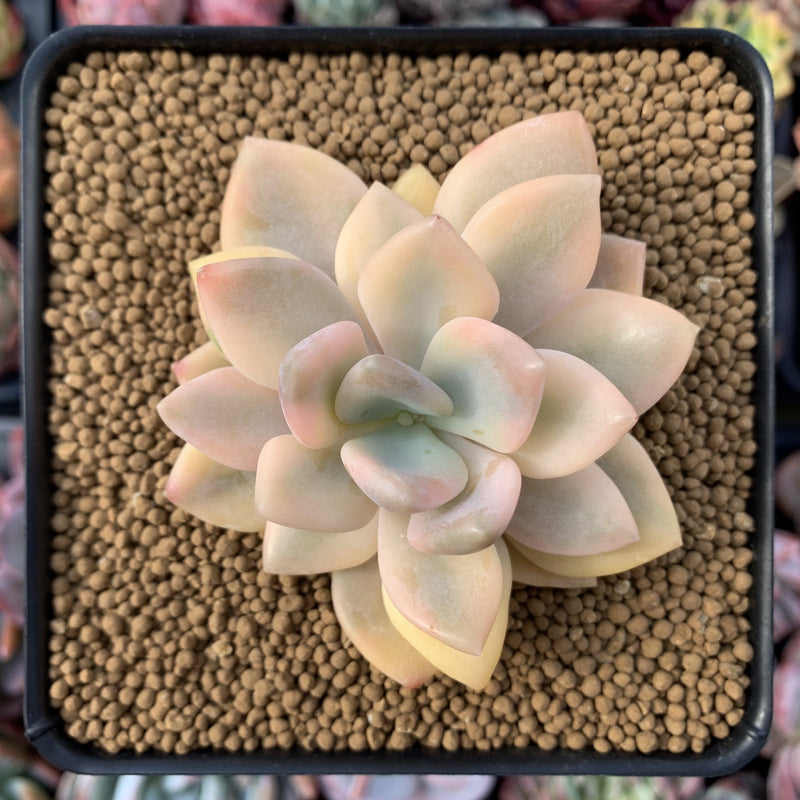 Graptoveria 'Grand Palace' Variegated 3" Succulent Plant