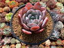 Echeveria 'Ivory' 4"-5" Powdery Succulent Plant