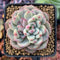 Echeveria 'Shine Bright' 1" Succulent Plant