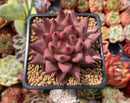 Echeveria Agavoides 'Sirus' 3" Succulent Plant
