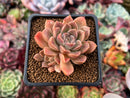 Echeveria 'Moralbi' 1"-2" Cluster Succulent Plant