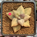 Echeveria 'Xichuensis' 1"-2" Succulent Plant