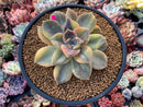 Graptopetalum 'Purple Delight' Variegated 4" Succulent Plant