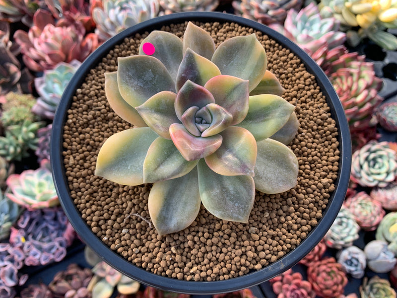 graptopetalum succulent Graptopetalum 'Purple Delight' Variegated 4" Succulent Plant – True Succulents Plant Co