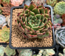 Echeveria Agavoides 'Sarabony' 2" Succulent Plant