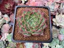 Echeveria 'Shani' 2" Succulent Plant