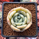Echeveria 'Snow Shower' 1" Succulent Plant
