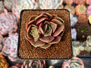 Echeveria 'Zestar' 2" Cluster Succulent Plant