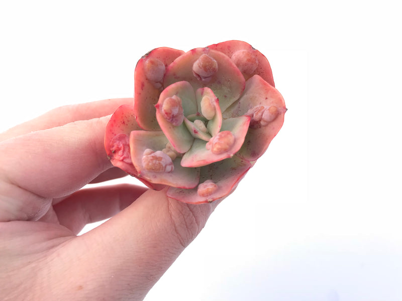 Echeveria Heart Delights Hybrid Small 2” Rare Succulent Plant