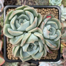 Echeveria 'Steel Heart' 3" Cluster Succulent Plant