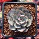 Echeveria 'Strictiflora' 2" Succulent Plant