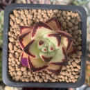 Echeveria Agavoides 'Maria' Superclone 1" Succulent Plant