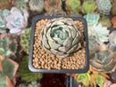 Echeveria 'Blue Rise' 1" Succulent Plant