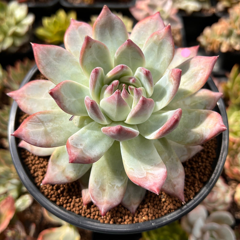 large rosette succulents Echeveria 'Colorata' 4"-5" Large Succulent Plant – True Succulents Plant Co