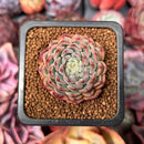 Echeveria 'Rismari' 1" Succulent Plant