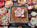 Echeveria 'Rosewing' 1" New Hybrid Small Succulent Plant