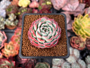 Echeveria 'Polonaise' 2" Succulent Plant