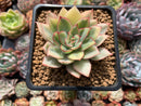 Echeveria 'Esther' Variegated 2"-3" Succulent Plant