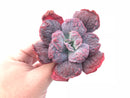 Echeveria Linguas 3” Rare Succulent Plant
