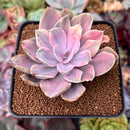 Echeveria 'Perle von Nurnberg' Variegated 2"-3" Succulent Plant