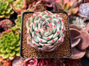 Echeveria 'Chihuahuaensis' 2"-3" Cluster Succulent Plant