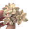 Echeveria 'Titubans' Variegated Cluster 3" Succulent Plant