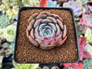 Echeveria 'Softball' 2"-3" New Hybrid Succulent Plant
