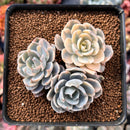 Echeveria 'Subsessilis' Variegated 2"-3" Cluster Succulent Plant