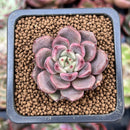 Echeveria 'Herbion' 1" Succulent Plant