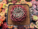 Echeveria Agavoides 'Red Lance' 3"-4" Succulent Plant