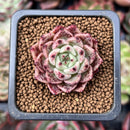 Echeveria 'Primavera' 1" Freckled Succulent Plant