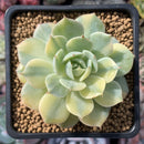 Echeveria 'Bluette' Variegated 3" Succulent Plant
