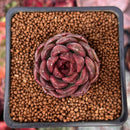 Echeveria 'Cats Eye' 1" New Hybrid Succulent Plant
