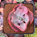 Echeveria 'Beyonce' Variegated 2"-3" Succulent Plant