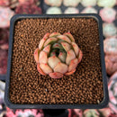 Echeveria 'Pink Dragon' 1" Succulent Plant