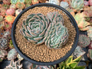 Echeveria 'Primera' with Crested Head 4"-5" Succulent Plant