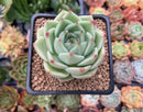 Echeveria Agavoides 'Moonlight' 2" Succulent Plant