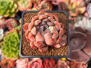 Echeveria 'Piano' 2" Succulent Plant