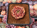 Echeveria 'Lucidium Roman' 1" Succulent Plant