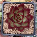 Echeveria Agavoides 'Magic Corona' 2" Succulent Plant