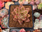 Echeveria Agavoides 'Star of Seoul' 1"-2" New Hybrid Succulent Plant