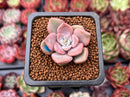 Echeveria 'Pastel Leon' 1" Small Succulent Plant