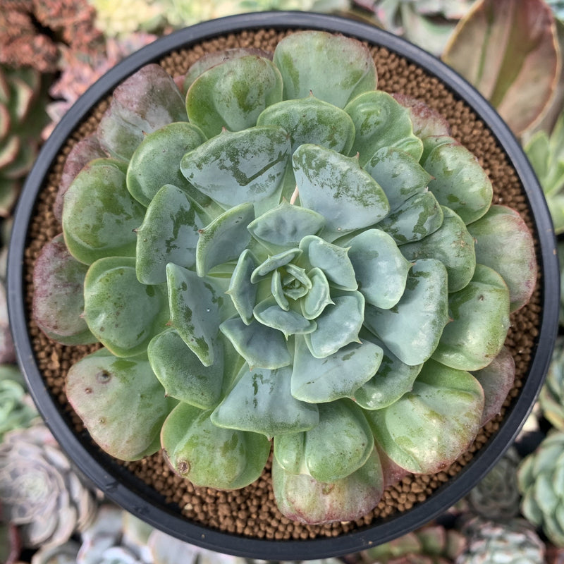 pagoda plant succulent Echeveria 'Pagoda' 4" Succulent Plant – True Succulents Plant Co