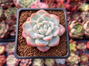 Echeveria 'Icy Green' 2" Succulent Plant