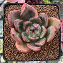 Echeveria 'White Champaign' 2"-3" Succulent Plant