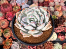 Echeveria 'Ivory' 4"-5" Powdery Succulent Plant