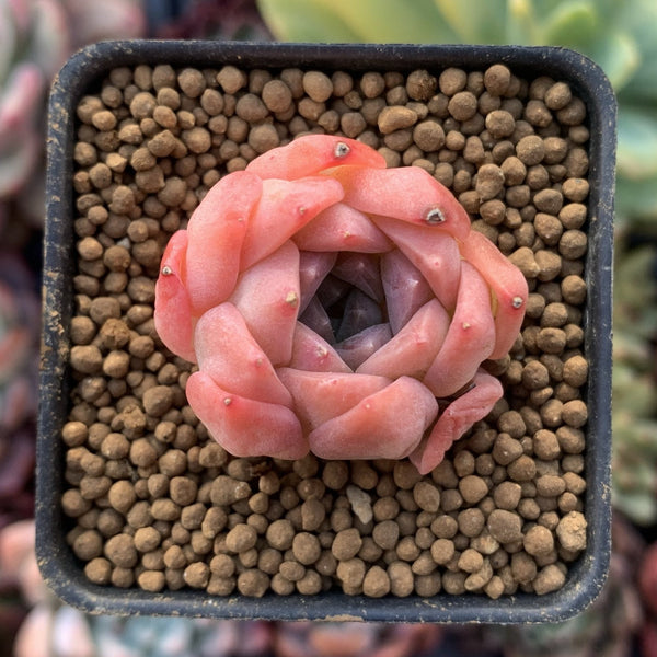 Echeveria 'Pink Ping Pong' 1" New Hybrid Small Succulent Plant